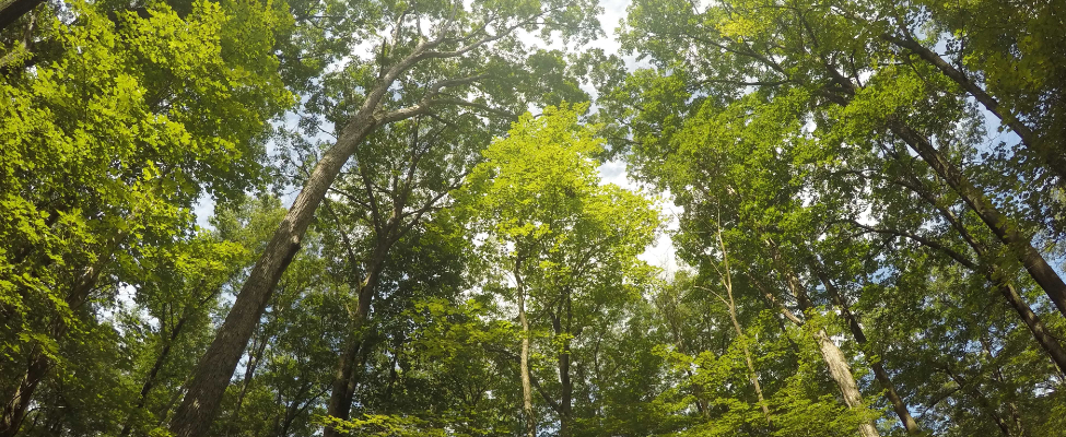 FSC<sup>®</sup> Forest Management Certification