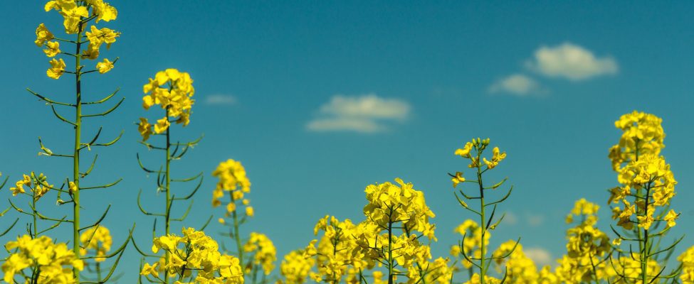 ISCC:n EU-tunnustus RED II:n mukaisesti hyväksytty